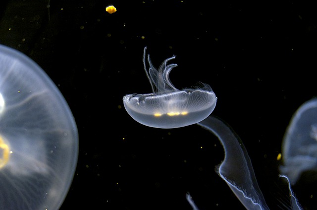 jellyfish-275559_640
