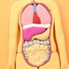 胃液の分泌と蠕動運動　