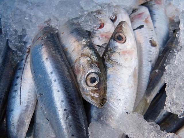 sardines-1106190_640