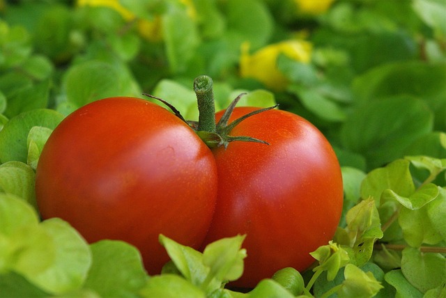 tomatoes-1533428_640