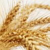アメリカからポストハーベスト農薬による有毒小麦の押しつけ　