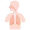 【喘息と自律神経】腸と肺は深い関係にある